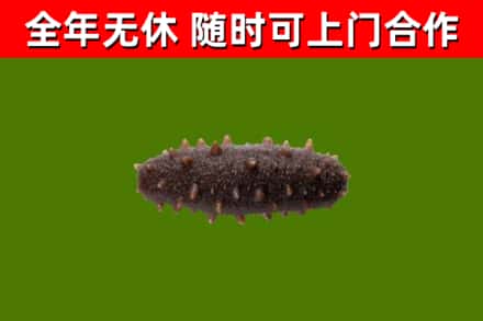 哈密市烟酒回收干海参.jpg